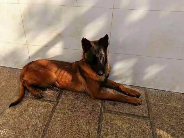 公开征集丨泸州消防6只搜救幼犬等你取名(图7)