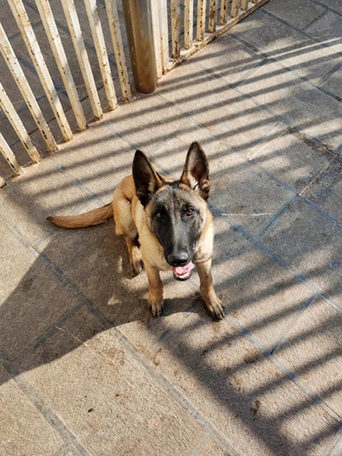 公开征集丨泸州消防6只搜救幼犬等你取名(图8)