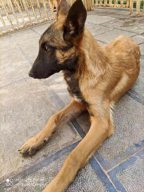 公开征集丨泸州消防6只搜救幼犬等你取名(图9)