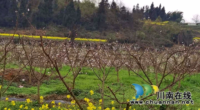 古蔺龙山：抓产业脱贫成效，奠乡村振兴基础(图6)