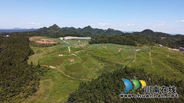 古蔺龙山：抓产业脱贫成效，奠乡村振兴基础(图9)