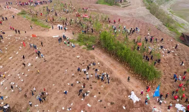 义务植树两天，泸州新增绿地5.2万平方米！(图1)