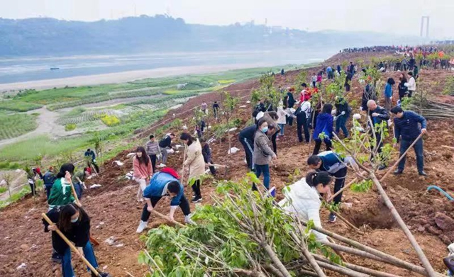 义务植树两天，泸州新增绿地5.2万平方米！(图3)