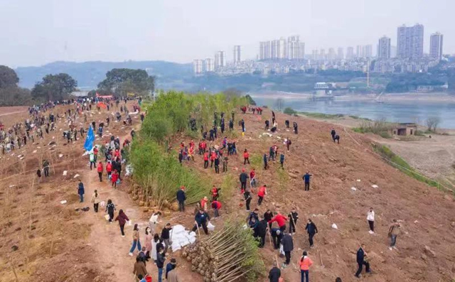 义务植树两天，泸州新增绿地5.2万平方米！(图2)