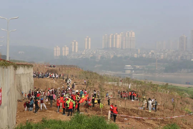 义务植树两天，泸州新增绿地5.2万平方米！(图4)