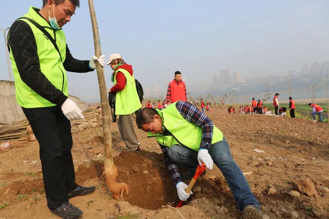 义务植树两天，泸州新增绿地5.2万平方米！(图5)