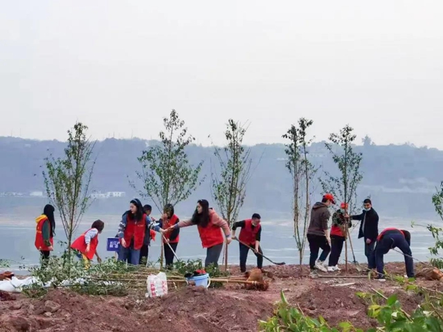 义务植树两天，泸州新增绿地5.2万平方米！(图9)