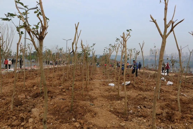 义务植树两天，泸州新增绿地5.2万平方米！(图10)