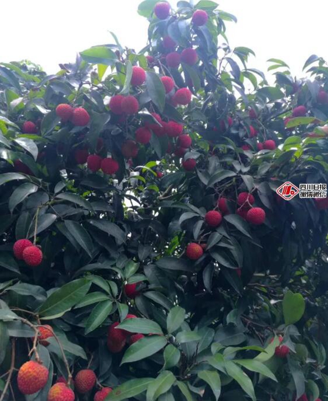 四川本土荔枝可能要涨价了！