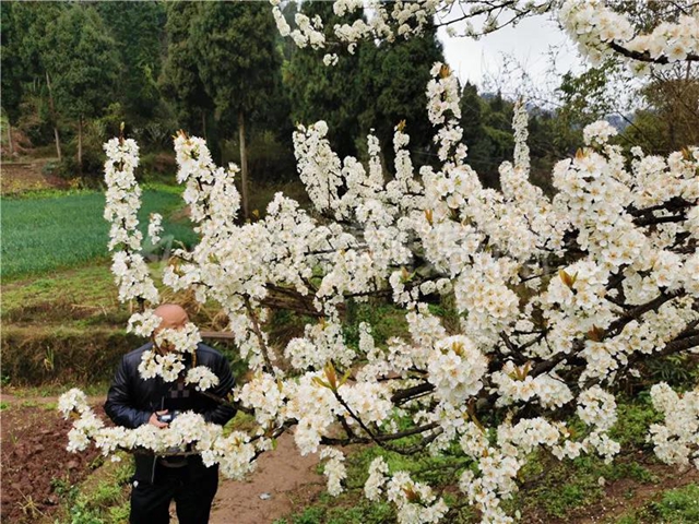 漂亮！内江这个地方惊现“雪海”美景(图5)