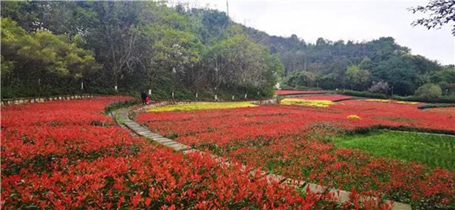 位于城区！泸州这处“秘密花园” 等你来围观！(图3)