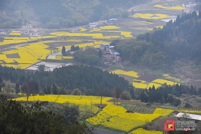 引来人民日报关注！自贡八旬老人投资千万开山造林(图8)