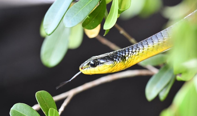 毒蛇提前出关?泸州2人被咬伤住院……(图7) 毒蛇提前出关?泸州2人被咬伤住院……(图7)