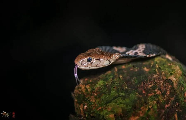 毒蛇提前出关?泸州2人被咬伤住院……(图9) 毒蛇提前出关?泸州2人被咬伤住院……(图9)