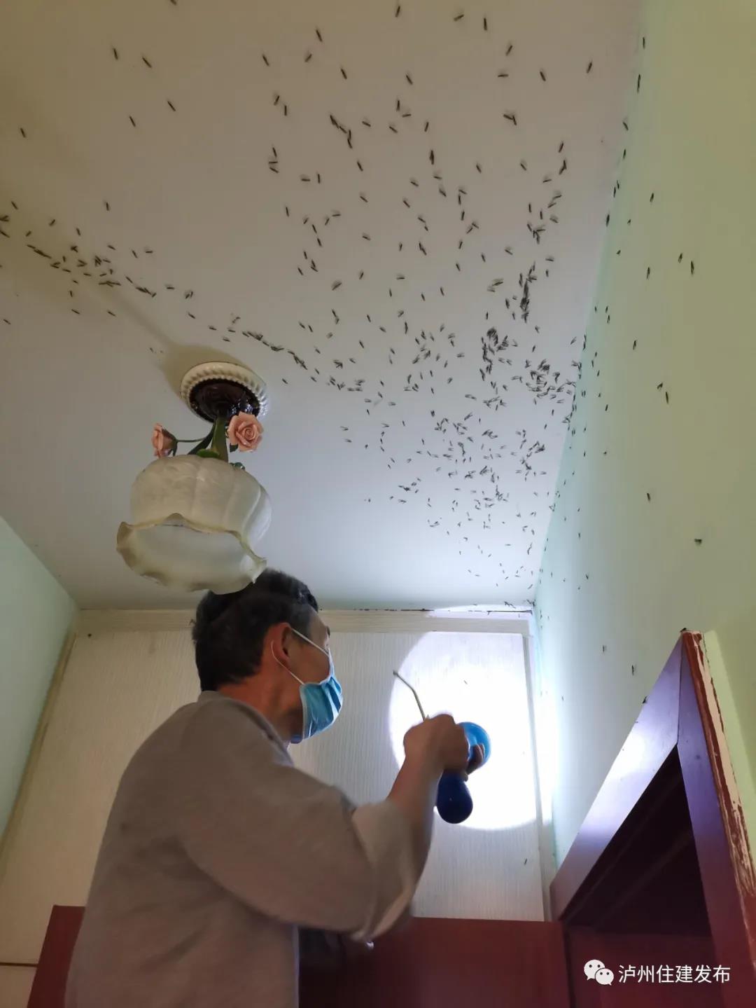 预警！泸州白蚁分飞期即将到来