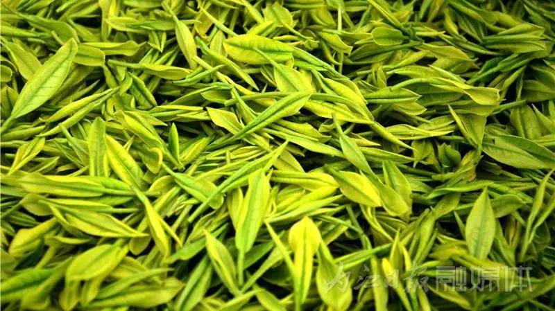 采茶制茶!在内江周边,就能体验《向往的生活》同款慢节奏(图2) 采茶制茶!在内江周边,就能体验《向往的生活》同款慢节奏(图2)