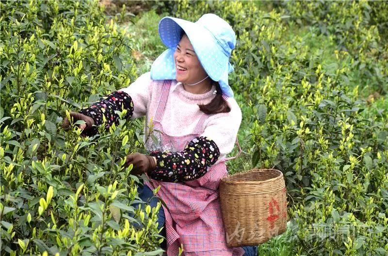 采茶制茶!在内江周边,就能体验《向往的生活》同款慢节奏(图4) 采茶制茶!在内江周边,就能体验《向往的生活》同款慢节奏(图4)
