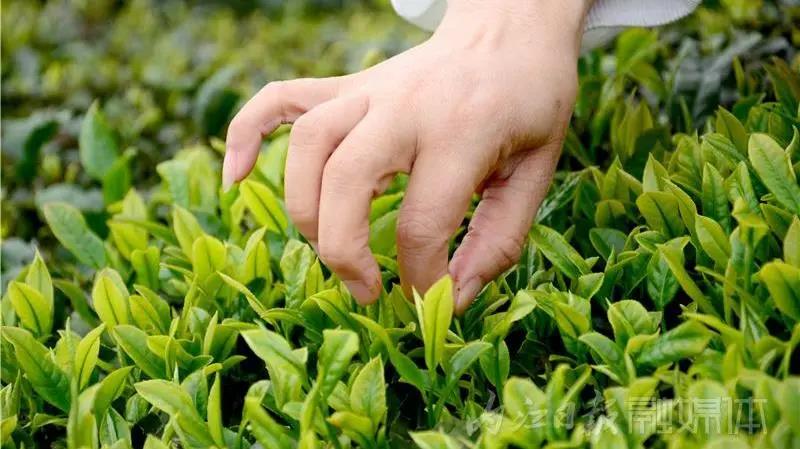采茶制茶!在内江周边,就能体验《向往的生活》同款慢节奏(图5) 采茶制茶!在内江周边,就能体验《向往的生活》同款慢节奏(图5)
