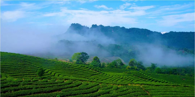 新奇！宜宾茶园也有“轻轨”啦！(图2)