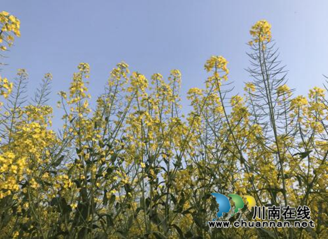 合江县神臂城镇经盘村:“荒滩空地”变身“河清岸绿”(图2) 合江县神臂城镇经盘村:“荒滩空地”变身“河清岸绿”(图2)