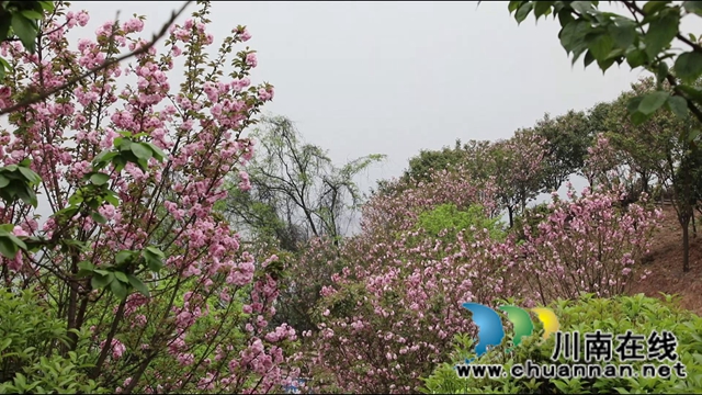 春光正好,合江城市“后花园”建设如火如荼(图3) 春光正好,合江城市“后花园”建设如火如荼(图3)