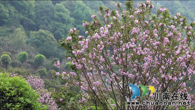 春光正好,合江城市“后花园”建设如火如荼(图2) 春光正好,合江城市“后花园”建设如火如荼(图2)