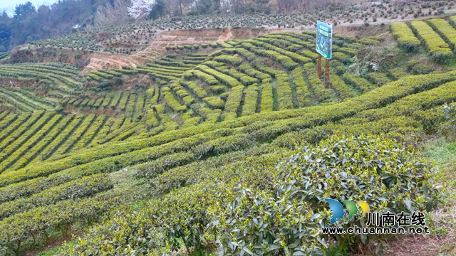 古蔺：以“茶”为媒，生态颜值变经济价值；贫困山村，绘就乡村振兴美好图景(图4)