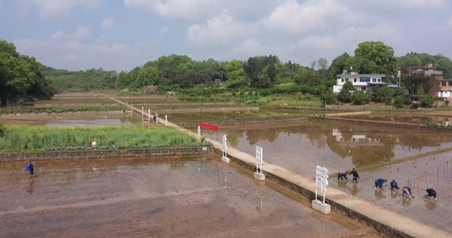 人头攒动！热闹非凡！合江白米镇斗笠村“开秧门”啦(图4)