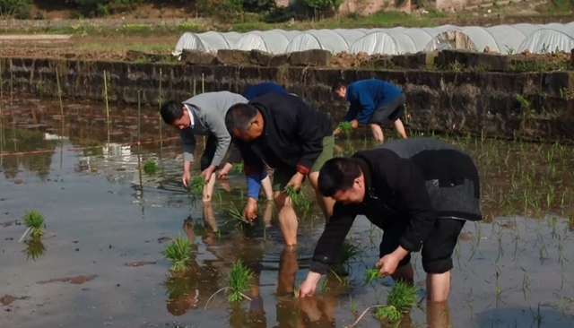 人头攒动！热闹非凡！合江白米镇斗笠村“开秧门”啦(图2)