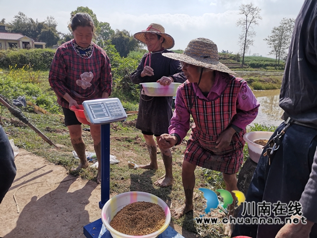 节本增效  泸县无人机助力水稻淹水直播(图1)