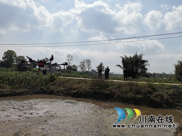 节本增效  泸县无人机助力水稻淹水直播(图3)