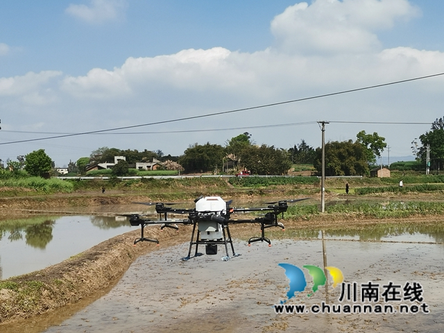 节本增效  泸县无人机助力水稻淹水直播(图4)