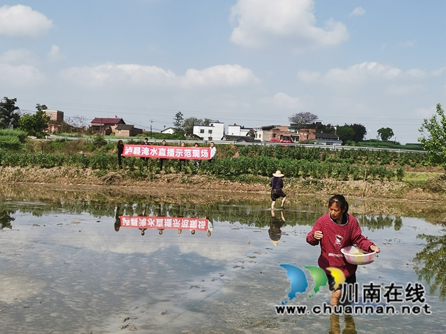 节本增效  泸县无人机助力水稻淹水直播(图2)