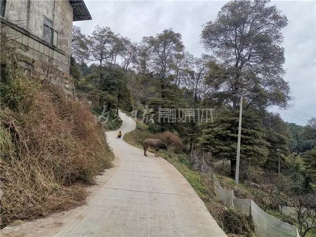 自明朝永乐年间流传下来！这幅“山水画”在隆昌被发现了(图2)