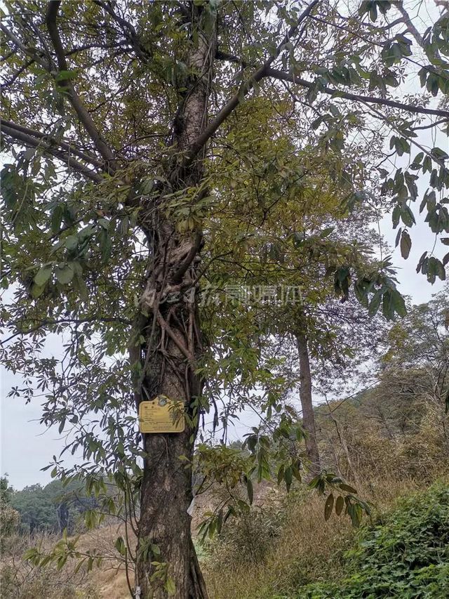 自明朝永乐年间流传下来！这幅“山水画”在隆昌被发现了(图7)