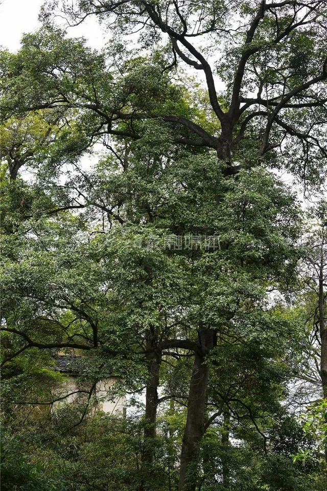 自明朝永乐年间流传下来！这幅“山水画”在隆昌被发现了(图4)