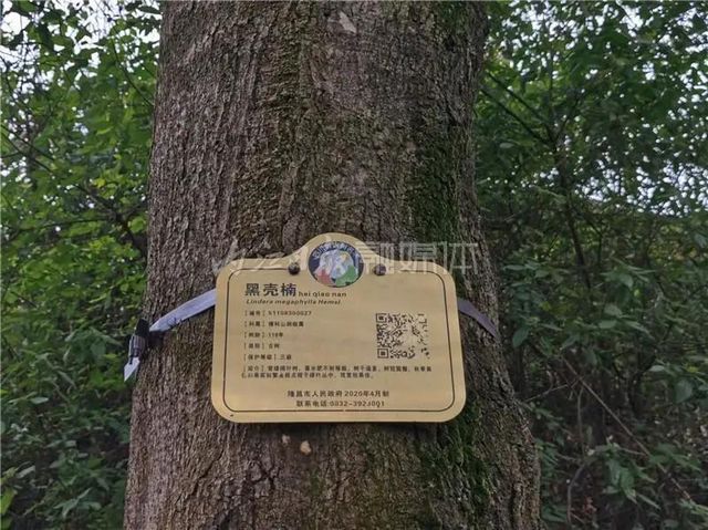 自明朝永乐年间流传下来！这幅“山水画”在隆昌被发现了(图5)