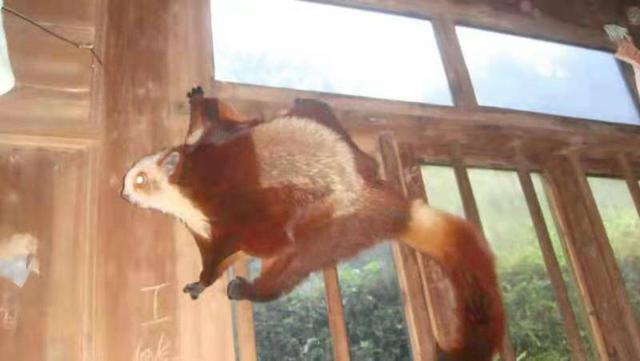 “飞狐”现身公路边 古蔺村民夜间行车碰到国家“三有”保护动物红白鼯鼠(图2)