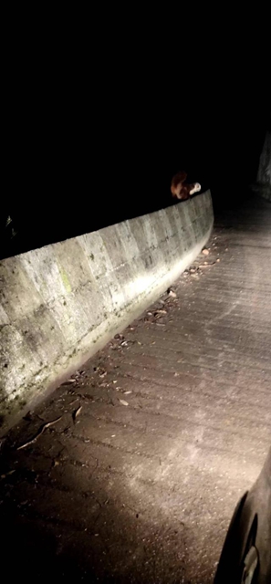 “飞狐”现身公路边 古蔺村民夜间行车碰到国家“三有”保护动物红白鼯鼠(图3)