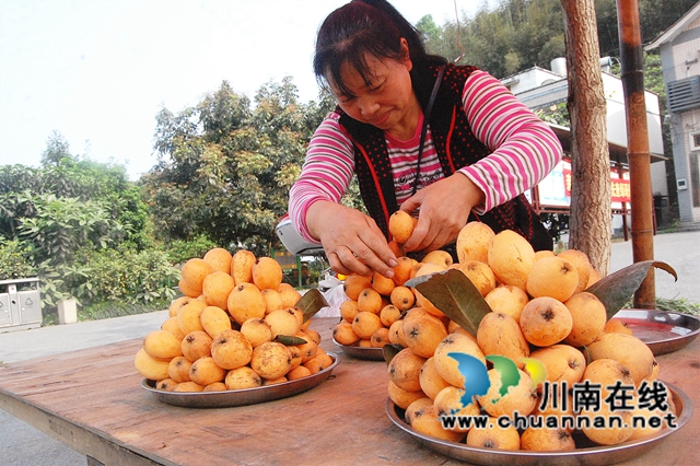 纳溪：早熟枇杷亮相市场(图1)