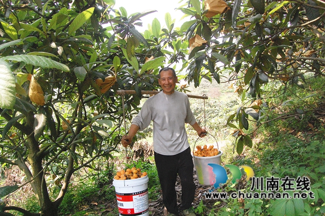 纳溪：早熟枇杷亮相市场(图2)