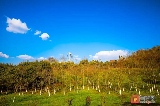 事关空气质量，今年自贡这些防控要到位(图5)