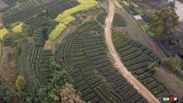 哇！隆昌一深山里，藏着3000亩“金叶子”(图2)