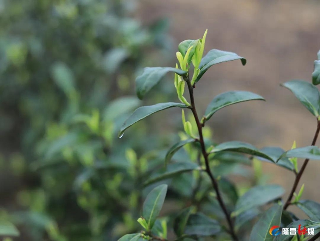 哇！隆昌一深山里，藏着3000亩“金叶子”(图3)