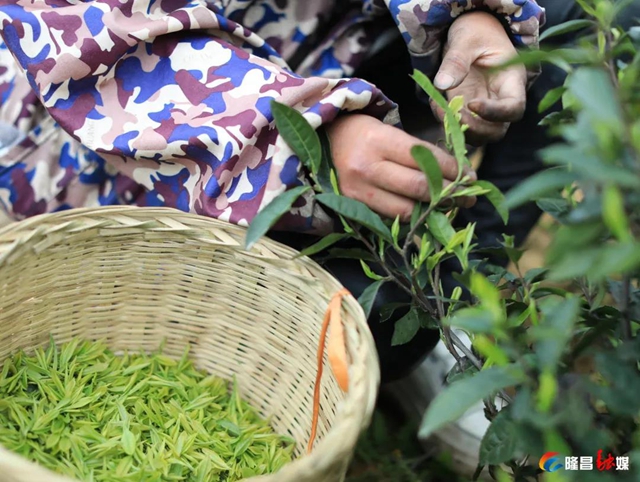哇！隆昌一深山里，藏着3000亩“金叶子”(图4)