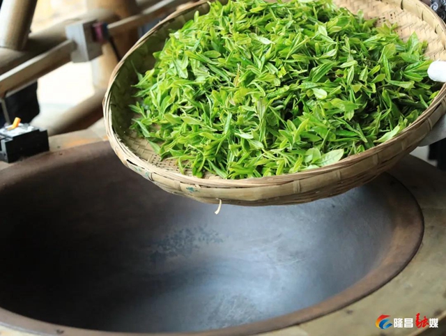 哇！隆昌一深山里，藏着3000亩“金叶子”(图5)