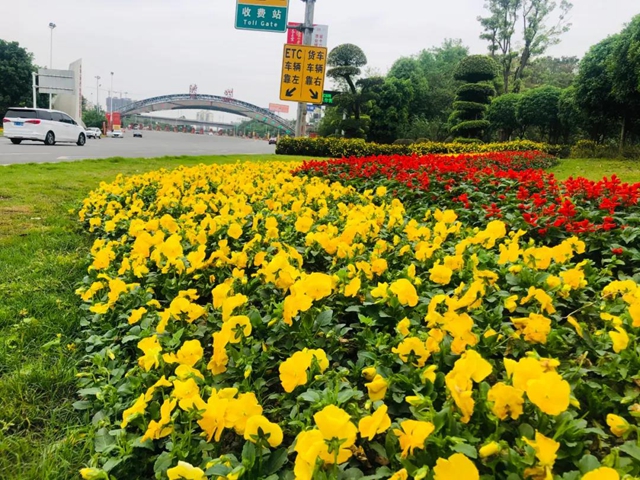 助力酒博会，100万盆鲜花妆点酒城！(图5)