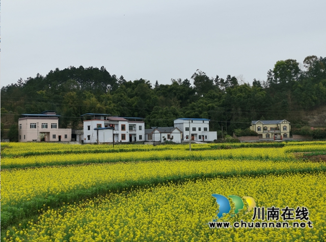 泸县云龙镇：休耕轮作效益显，农民增收笑开颜