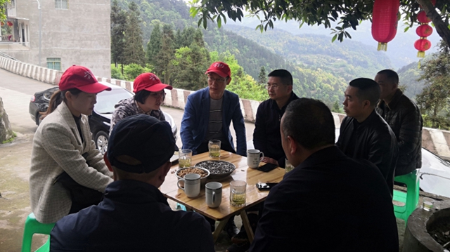 泸州市启动本地茶树种质资源收集工作