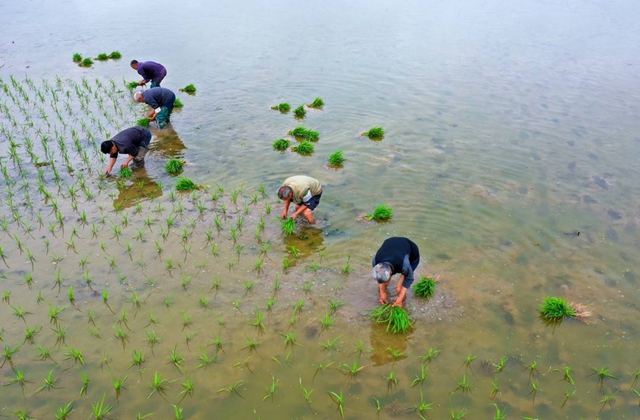 泸州：谷雨时节插秧忙(图5)
